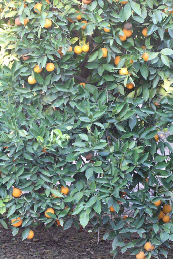            Habit (Riverside, CA)   